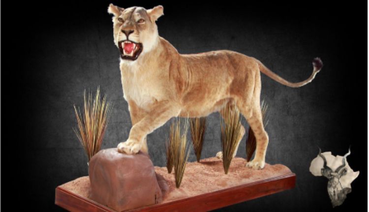 The Art Of Taxidermy: A Guide To Buying Taxidermy Animals For Sale