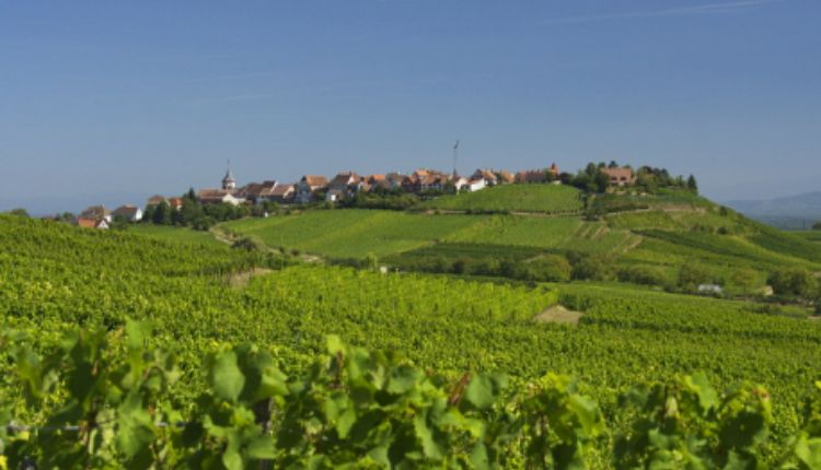 ABC Wine A Journey Through Quality, Culture